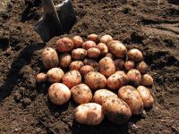 Лот: 6178776. Фото: 2. Картофель вкусный, рассыпчатый... Продукты