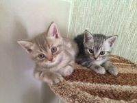 Лот: 5678880. Фото: 5. Британские мраморные котята