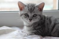 Лот: 4994562. Фото: 3. Британский зеленоглазый котик. Растения и животные