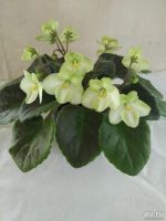 Лот: 13775421. Фото: 2. Фиалка Emerald Love (E. Kolb... Комнатные растения и уход