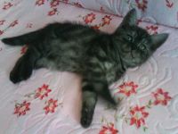 Лот: 9674576. Фото: 6. Британцы