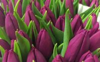 Лот: 10674357. Фото: 3. Тюльпаны оптом, сорт Purple Prince... Растения и животные