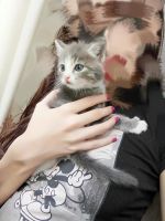 Лот: 10116624. Фото: 4. Отдам котят бесплатно). Красноярск