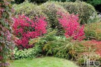 Лот: 14023184. Фото: 4. Бересклет Священный (Euonymus... Красноярск