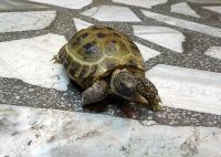 Лот: 4227249. Фото: 4. Черепашка среднеазиатская - неприхотливый... Красноярск