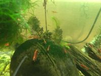 Лот: 2904991. Фото: 5. креветки черри 30 штук