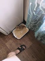 Лот: 11103545. Фото: 2. Британский котенок , девочка. Животные и уход
