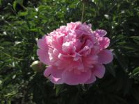 Лот: 7394737. Фото: 3. саженцы пиона розовый. Для дачи, дома, огорода, бани, парка