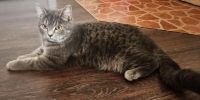 Лот: 8935806. Фото: 2. Котенок 9 мес полубританская окрас... Животные и уход