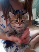 Лот: 14066796. Фото: 2. Котенок. Животные и уход