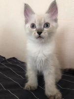 Лот: 9960533. Фото: 2. Котята невской маскарадной. Животные и уход