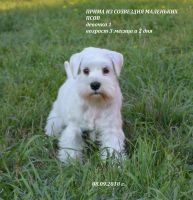 Лот: 12105684. Фото: 3. Щенок белого цвергшнауцера, девочка. Растения и животные