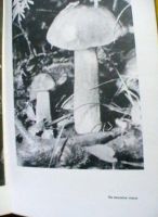 Лот: 18686760. Фото: 4. К. Яковлев "Лесные дива" - издание... Красноярск