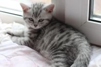 Лот: 4994562. Фото: 4. Британский зеленоглазый котик. Красноярск