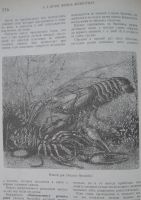 Лот: 23308444. Фото: 6. Альфред Эдмунд Брэм "Жизнь животных...