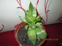 Лот: 3833811. Фото: 2. Цветок №3. Комнатные растения и уход