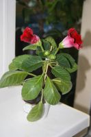 Лот: 4120135. Фото: 2. Глоксиния (цветущее растение!). Комнатные растения и уход