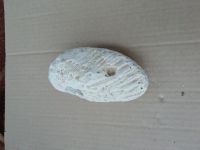 Лот: 14086904. Фото: 2. Натуральный коралл. Аквариумистика