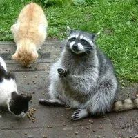 Лот: 1273209. Фото: 2. Енот. Животные и уход