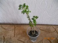 Лот: 1686054. Фото: 2. Полисциас"петрушковый". Комнатные растения и уход