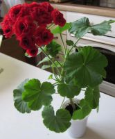 Лот: 4108701. Фото: 4. Розебудная герань, красная. молодое... Красноярск