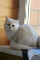 Лот: 4513474. Фото: 2. Продам Британскую кошку!. Животные и уход