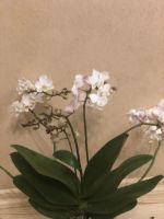 Лот: 15228767. Фото: 2. Орхидея фаленопсис Willd White... Комнатные растения и уход