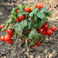 Лот: 6754579. Фото: 3. Семена томатов для контейнерного... Для дачи, дома, огорода, бани, парка