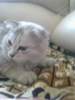 Лот: 3989700. Фото: 2. Шотландский котенок. Срочно с... Животные и уход
