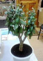 Лот: 1621285. Фото: 2. Толстянка (дерево жизни). Комнатные растения и уход