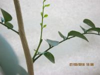 Лот: 7308818. Фото: 4. муррайя №10. Красноярск