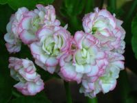 Лот: 4783510. Фото: 2. Пеларгония 'Apple Blossom Rosebud... Комнатные растения и уход