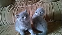 Лот: 5280079. Фото: 4. Британский котенок. Красноярск