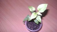 Лот: 11149229. Фото: 4. Сортовая фуксия "Golden Marinka... Красноярск