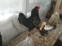 Лот: 11199895. Фото: 2. Петух цветной. Животные и уход