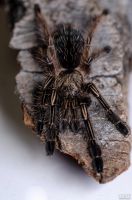 Лот: 12954087. Фото: 5. Паук птицеед Ephebopus murinus...