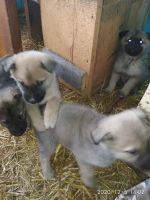 Лот: 16971184. Фото: 4. Отдам щенят. Красноярск