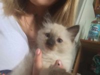 Лот: 10212173. Фото: 3. Котята невские маскарадные. Растения и животные