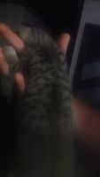 Лот: 6039776. Фото: 6. Котеночек девочка,мама-перс экзотик...