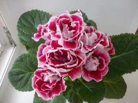 Лот: 4141524. Фото: 3. Глоксиния Strаwberry Ice-Cream... Растения и животные