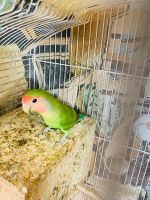 Лот: 19104078. Фото: 2. Неразлучники попугаи. Животные и уход