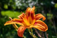Лот: 16445775. Фото: 4. Canon EF 35 mm f/2.0 IS USM Идеальный...
