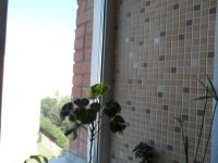 Лот: 7955179. Фото: 4. Очень красивое растение Полисциас... Красноярск