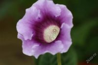 Лот: 2879057. Фото: 3. Глоксиния 18 (цветущее растение... Растения и животные