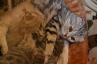 Лот: 4815950. Фото: 2. Шотландские, очаровательные котята. Животные и уход