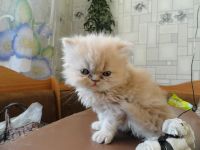 Лот: 3392231. Фото: 6. Персидские котята