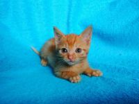 Лот: 10032066. Фото: 5. Котята