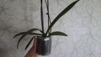 Лот: 8458711. Фото: 2. орхидея фаленопсис F20(отцвела... Комнатные растения и уход