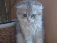 Лот: 5167430. Фото: 5. Милые котята!