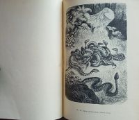 Лот: 25079026. Фото: 20. Гады и рыбы. По Брэму и другим...